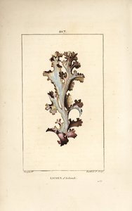 Isländisches Moos von Pierre Jean Francois Turpin