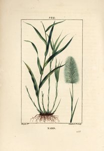 Indischer Narden - Spikenard, Andropogon nardus, mit Blatt, Wurzel und Blume