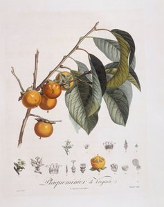 Japanische Persimone oder Kaki (Diospyros kaki), botanische Tafel von Pierre Jean Francois Turpin