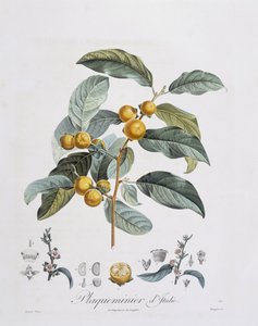 Japanische Persimone oder Kaki (Diospyros kaki) von Pierre Jean Francois Turpin