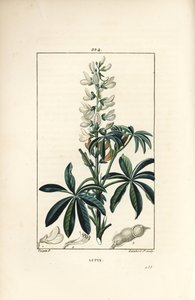 Lupine - Weiße Lupine, Lupinus albus von Pierre Jean Francois Turpin