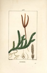 Keulen-Bärlapp - Gemeiner Bärlapp, Lycopodium clavatum