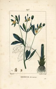 Sumpfdotterblume, Sumpfpopulation oder Wasserdotterblume - Sumpfdotterblume oder Sumpfhahnenfuß, Caltha palustris (Ranunculus palustris), mit Blume, Blatt, Stiel, Wurzel und Samen. Handkolorierte Punktkupferstichgravur von Lambert Junior nach einer Zeichnu
