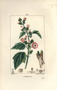 Eibisch, Wilder Eibisch oder Weißer Eibisch - Eibisch, Althaea officinalis von Pierre Jean Francois Turpin