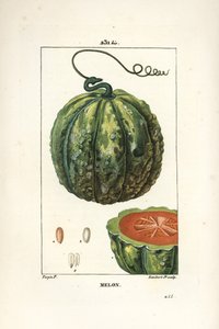 Melone, Frucht