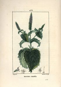 Krause Minze, Mentha crispa. Handkolorierter Kupferstich von Lambert Junior nach einer Zeichnung von Pierre Jean-Francois Turpin aus Chaumeton, Poiret und Chamberets „La Flore Medicale“, Paris, Panckoucke