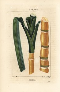 Edles Zuckerrohr, Saccharum officinarum, Stängel und Blatt