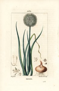Zwiebel - Zwiebel, Allium cepa, mit Blume, Blatt, Zwiebel und Wurzeln