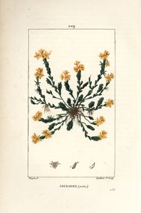 Scharfer Mauerpfeffer - Gold-Fetthenne, Sedum acre