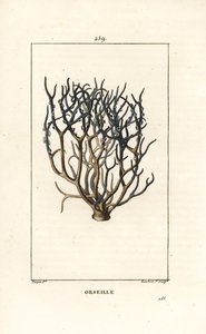 Orseille oder Französisches Purpur (Flechte) von Pierre Jean Francois Turpin