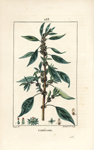 Mauerpfeffer, Parietaria officinalis, mit Stängel, Blatt, Blume und Samen. Handkolorierte Punktkupferstichgravur von Lambert Junior nach einer Zeichnung von Pierre Jean-Francois Turpin von Pierre Jean Francois Turpin