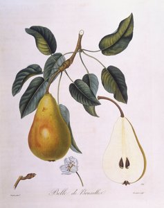 Birne "Belle de Bruxelles", botanische Tafel von Pierre Jean Francois Turpin