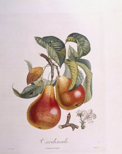 Birne "Cardinal"