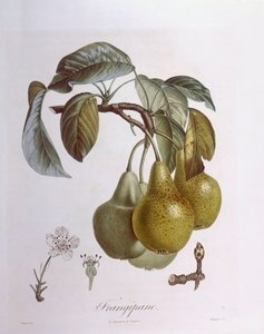 Birnen, Henry Louis Duhamel du Monceau, botanische Tafel