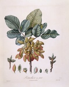 Pistazie (Pistacia vera), botanische Tafel von Pierre Jean Francois Turpin