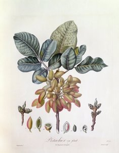 Pistazie, botanische Tafel von Pierre Jean Francois Turpin