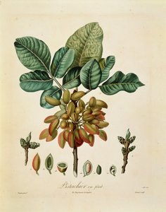 Pistazie (Pistacia vera) von Francois Turpin