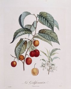 Pflaume "La Galifsonniere", botanische Tafel von Pierre Jean Francois Turpin