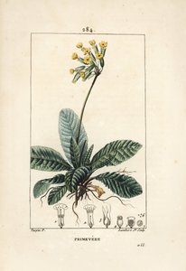 Echte Schlüsselblume, Primula veris, mit Blume, Blatt und Wurzeln. Handkolorierte Punktkupferstichgravur von Lambert Junior nach einer Zeichnung von Pierre Jean-Francois Turpin