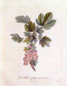 Rote Johannisbeere (Ribes rubrum), Henry Louis Duhamel du Monceau, botanische Tafel von Pierre Jean Francois Turpin