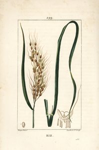 Reis - Reis, Oryza sativa, mit Blatt, Samen und Stiel
