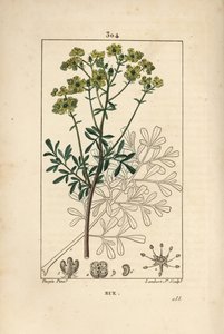 Gartenraute oder stinkende Raute - Gartenraute oder Gnadenkraut, Ruta graveolens, zeigt Blume, Blatt, Stiel, Samen und Umriss. Handkolorierte Punktkupferstichgravur von Lambert Junior nach einer Zeichnung von Pierre Jean-Francois Turpin