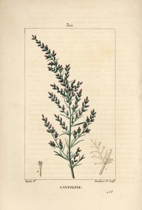 Beifußvarietät - Wurmsamen oder Tatarischer Beifuß, Artemisia santonicum. Handkolorierter Kupferstich von Lambert Junior nach einer Zeichnung von Pierre Jean-Francois Turpin aus Chaumeton, Poiret und Chamberet