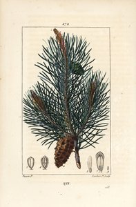 Waldkiefer, Pinus sylvestris, mit Zweig, Nadel und Zapfen. Handkolorierte Punktkupferstichgravur von Lambert Junior nach einer Zeichnung von Pierre Jean-Francois Turpin