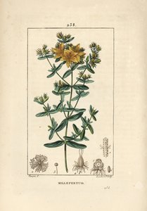 Johanniskraut - Echtes Johanniskraut, Hypericum perforatum von Pierre Jean Francois Turpin