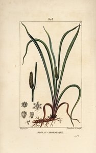 Kalmus, Acorus calamus, mit Samen, Blatt und Wurzel