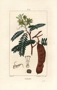 Tamarinde - Tamarindus indica, zeigt Blume, Blatt und Samenschote. Handkolorierter Kupferstich von Lambert Junior nach einer Zeichnung von Pierre Jean-Francois Turpin aus Chaumeton, Poiret und Chamberet