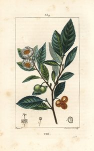 Teepflanze - Tee, Camellia sinensis, zeigt Blatt, Frucht und Blüte. Handkolorierter Kupferstich von Lambert Junior nach einer Zeichnung von Pierre Jean-Francois Turpin aus Chaumeton, Poiret und Chamberet