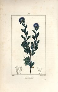Verschiedene Kugelblumen - Dreizahn-Kugelblume, Globularia fruticosa