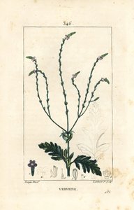 Eisenkraut oder Heiliges Kraut, Venusader oder Hexenkraut - Verbena officinalis. Handkolorierte Punktkupferstich von Lambert Junior nach einer Zeichnung von Pierre Jean-Francois Turpin aus Chaumeton, Poiret und Chamberet