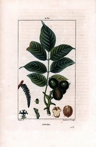 Walnusszweig mit Nüssen von Pierre Jean Francois Turpin