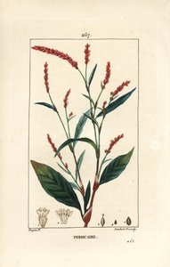 Wasserpfeffer, Persicaria hydropiper (Polygonum hydropiper), mit Blume, Stängel und Blatt. Handkolorierter Kupferstich von Lambert Junior nach einer Zeichnung von Pierre Jean-Francois Turpin aus Chaumeton, Poiret und Chamberet