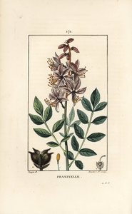 Weißer Diptam, zeigt Blumen, Blätter, Samen und behaarte Frucht von Pierre Jean Francois Turpin