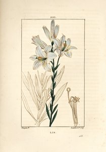 Weiße Lilie, Lilium candidum. Handkolorierter Kupferstich von Lambert Junior nach einer Zeichnung von Pierre Jean-Francois Turpin aus Chaumeton, Poiret und Chamberet