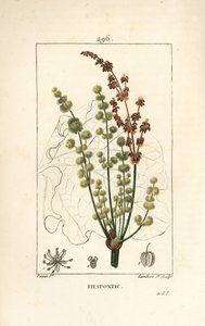 Wilder Rhabarber - Rhapontic oder falscher Rhabarber, Rheum rhapontium, mit Blüte, Stängel, Samen und Blattriss. Handkolorierter Kupferstich von Lambert Junior nach einer Zeichnung von Pierre Jean-Francois Turpin aus Chaumeton, Poiret und Chamberet