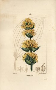 Gelber Enzian oder Großer Enzian, Gentiana lutea von Pierre Jean Francois Turpin