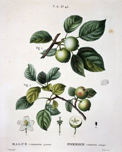 Wilder Apfelbaum - in "Nouveau Duhamel du Monceau ou traité des arbres et arbustes que le culture en France", Figuren nach Zeichnungen von P.J. Redouté und P. Bessa, Paris