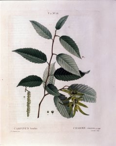 Botanik: Zweig der Hainbuche. Tafel aus „Nouveau Duhamel du Monceau oder Abhandlung über Bäume und Sträucher, die in Frankreich kultiviert werden“ Aquarell von Pierre Joseph Redouté (1759-1840) 1819