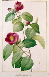 Camellia japonica von Pierre Joseph (after) Redoute