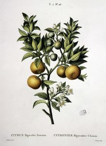 Chinesischer Bitterorangenbaum - in „Nouveau Duhamel ou traité des arbres et arbustes que l