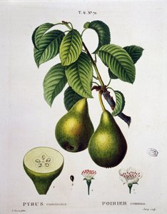 Poirier - in Nouveau Duhamel du Monceau ou traité des arbres et arbustes que le culture en France, Figuren nach den Zeichnungen von P.J. Redoute und P. Bessa, Paris
