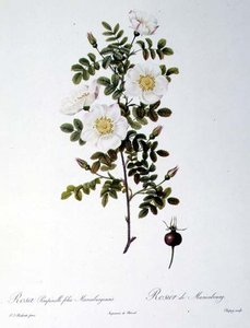 Rosa Pimpinellifolia Mariaeburgensis, graviert von Chapuy, aus 