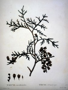 Thuja occidentalis oder Thuja d