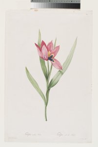 Tulpe Oeil De Soleil von Pierre Joseph (after) Redoute