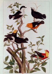 Vögel auf Zweigen. Lithografie von Pierre Joseph (18. Jahrhundert) Paris, B.N.