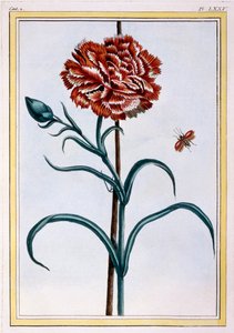 Nelke, veröffentlicht 1776